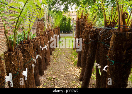 Reihen von Treeferns auf ein Bewässerungssystem und angezeigten / auf dem Display an der Palm Centre, Schinken zentrale Kindergarten, Schinken-Straße, Schinken. Richmond. Surrey. (88) Stockfoto