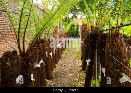 Reihen von Treeferns auf ein Bewässerungssystem und angezeigten / auf dem Display an der Palm Centre, Schinken zentrale Kindergarten, Schinken-Straße, Schinken. Richmond. Surrey. (88) Stockfoto