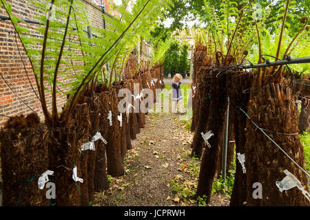 Reihen von Treeferns auf ein Bewässerungssystem und angezeigten / auf dem Display an der Palm Centre, Schinken zentrale Kindergarten, Schinken-Straße, Schinken. Richmond. Surrey. (88) Stockfoto