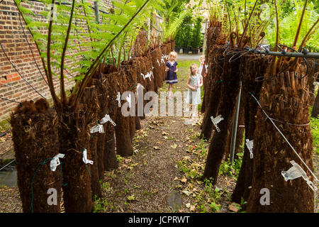 Reihen von Treeferns auf ein Bewässerungssystem und angezeigten / auf dem Display an der Palm Centre, Schinken zentrale Kindergarten, Schinken-Straße, Schinken. Richmond. Surrey. (88) Stockfoto