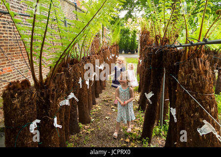 Reihen von Treeferns auf ein Bewässerungssystem und angezeigten / auf dem Display an der Palm Centre, Schinken zentrale Kindergarten, Schinken-Straße, Schinken. Richmond. Surrey. (88) Stockfoto