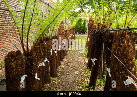 Reihen von Treeferns auf ein Bewässerungssystem und angezeigten / auf dem Display an der Palm Centre, Schinken zentrale Kindergarten, Schinken-Straße, Schinken. Richmond. Surrey. (88) Stockfoto