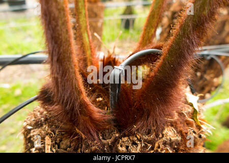 Reihen von Treeferns auf ein Bewässerungssystem und angezeigten / auf dem Display an der Palm Centre, Schinken zentrale Kindergarten, Schinken-Straße, Schinken. Richmond. Surrey. (88) Stockfoto