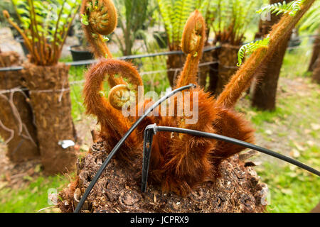 Reihen von Treeferns auf ein Bewässerungssystem und angezeigten / auf dem Display an der Palm Centre, Schinken zentrale Kindergarten, Schinken-Straße, Schinken. Richmond. Surrey. (88) Stockfoto