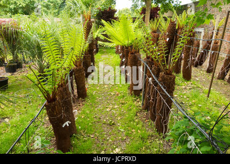 Reihen von Treeferns auf ein Bewässerungssystem und angezeigten / auf dem Display an der Palm Centre, Schinken zentrale Kindergarten, Schinken-Straße, Schinken. Richmond. Surrey. (88) Stockfoto