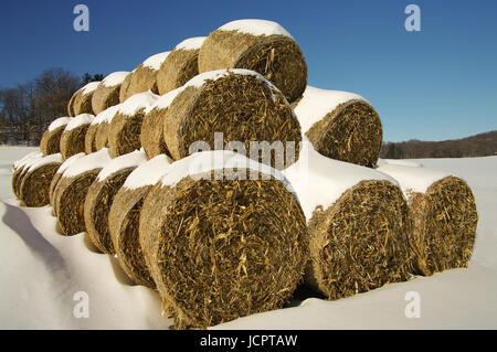 Mais-Futter Ballen im Winter: Maisstroh, Blätter und Maiskolben, die nach der Ernte fallen gelassen wurden dienen als Tierfutter und Einstreu. Stockfoto