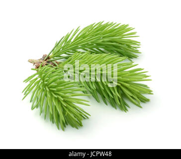 Junge Zweig der Fichte, isoliert auf weißem Hintergrund Stockfoto