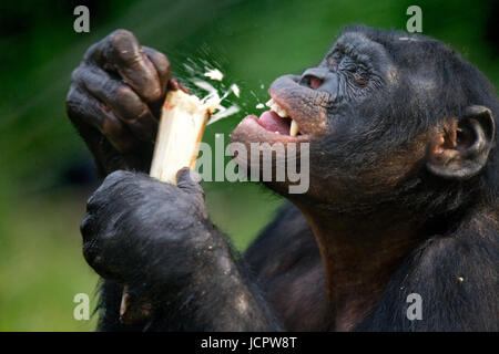 Bonobo (Pan paniscus) isst Bambus. Demokratische Republik Kongo. Lola Ya BONOBO Nationalpark. Stockfoto