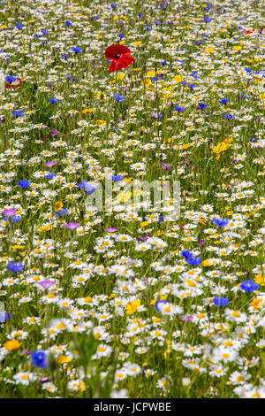 Eine englische Wildblumenwiese Stockfoto