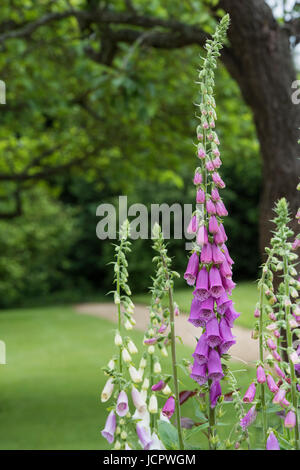 Digitalis Purpurea. Fingerhut in einem englischen Garten Stockfoto