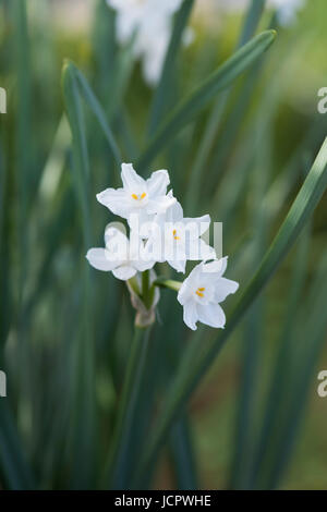 Narcissus Papyraceus. Paperwhite. Papier-Weiße Narzisse. Miniatur-Narzissen Blumen Stockfoto