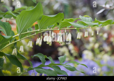 Polygonatum Odoratum. Abgewinkelte Salomonssiegel Stockfoto