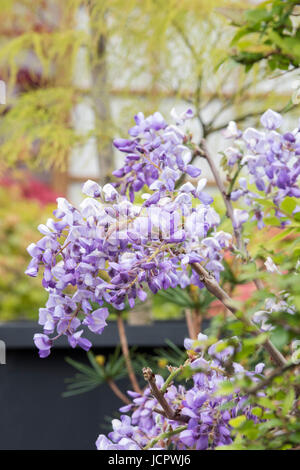 Eingemachte Wisteria Floribunda 'Royal Purple'. Zwerg-Wisteria in einem Topf gewachsen Stockfoto