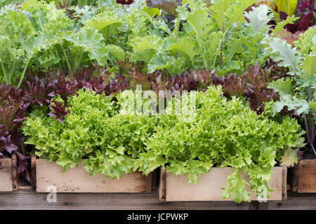 Holztabletts voller frischer Salat Pflanzen. UK Stockfoto