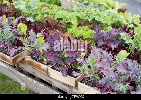 Holztabletts frischen Salat Pflanzen. UK Stockfoto