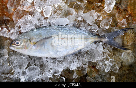 Trevally Fischen oder Jack eingefroren im Eis frisch aus Fischerei Markt bereit zum Kochen. Stockfoto