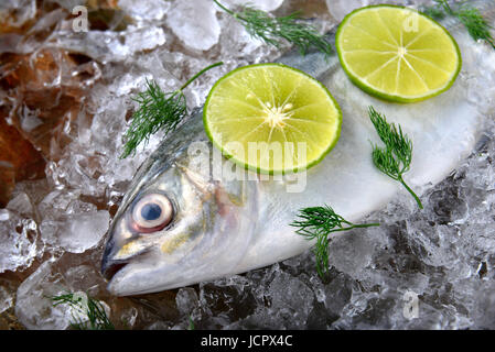 Trevally Fischen oder Jack eingefroren im Eis mit Zitrone und Salz frisch vom Markt der Fischerei zum Kochen bereit. Stockfoto