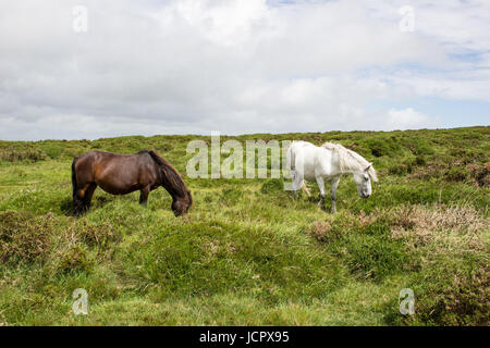 Wilde Ponys Weiden in der Nähe von Sattel-Tor auf Dartmoor, Devon Stockfoto