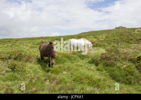 Wilde Ponys Weiden in der Nähe von Sattel-Tor auf Dartmoor, Devon Stockfoto