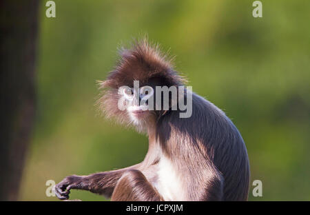 Der phayre Blatt monkey Portrait Stockfoto