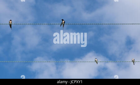 Schwalben (Hirundo Rustica) auf Telefonleitungen. Vogelschwarm in der Familie Hirundinidae ruht auf Kabel vor blauem Himmel im britischen Sommer Stockfoto