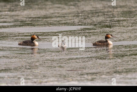 Great crested Haubentaucher (Podiceps Cristatus) Eltern mit Küken. Eleganter Wasservögel in der Familie Podicipedidae mit jungen Stockfoto