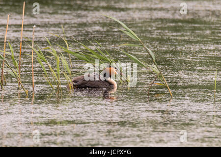 Great crested Grebe (Podiceps Cristatus) mit Küken auf Rückseite. Eleganter Wasservögel in der Familie Podicipedidae tragen junge Schilf Stockfoto