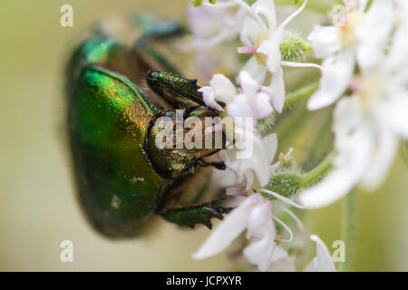 Rose Chafer (Cetonia Aurata) Fütterung auf Bärenklau (Heracleum Sphondylium). Großer grüner Käfer in die Familie Scarabaeidae zeigen Details der Facettenaugen Stockfoto