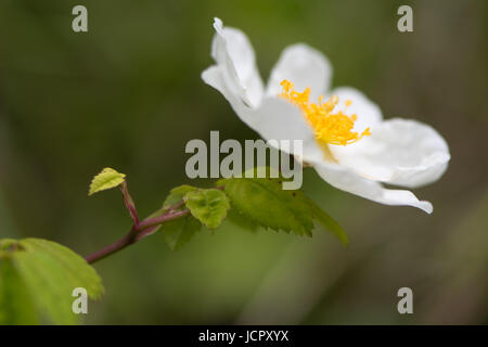 Bereich stieg (Rosa Arvensis) Pflanze in Blüte. Weiße Blume kriechen, Strauch mit Stilen trat in einzelne Spalte, in der Familie der Rosengewächse Stockfoto