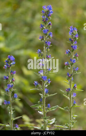 Viper's Bugloss (Echium Vulgare) Pflanzen in Blüte. Blaue Blumen auf einem grob behaart Pflanzen wachsen auf britische kalkhaltigen Wiesen Stockfoto