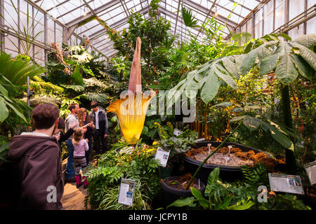 Besucher dieser Seite von einem Titan Arum oder Amorphophallus Titanum in voller Blüte, ist es eine blühende Pflanze oder Aas Blume, die in West-Sumatra heimisch ist. Stockfoto