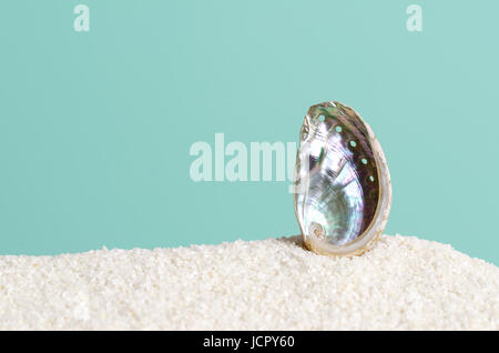 Abalone-Muschel auf weißem Sand auf Türkis Hintergrund. Brüc, Haliotis, Meeresschnecke, marine Gastropode Molluske. Offenen Spiralstruktur. Schillernde. Stockfoto