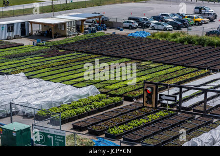 Alleinige Nahrung Straße Farmen verwandelt städtische Grundstücke in Bereiche, die handwerkliche Qualität Obst und Gemüse, Vancouver, Britisch-Kolumbien, Kanada zu wachsen. Stockfoto