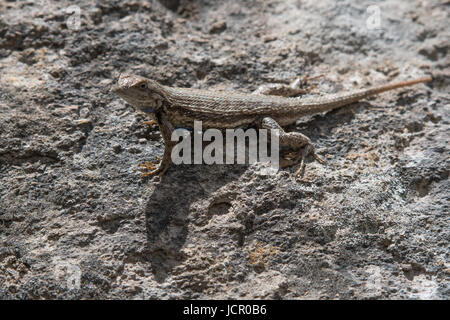 Südwestlichen Zaun-Eidechse, (Sceloporus Kutten), Jemez Mountains, New Mexico, USA. Stockfoto