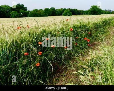 Weizen-Felder neben dem Cimetière d'Auvers-Sur-Oise, Auvers-Sur-Oise Friedhof wo Vincent Van Gogh und sein Bruder Theo begraben liegen. Juni 2017. Stockfoto