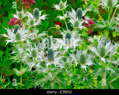 Ghost Miss Willmott (Eryngium Giganteum). Île de France Stockfoto