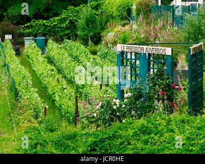 Weinberg, Les Vignes du Pressoir Auversurois, Auvers-sur-Oise, Frankreich Stockfoto