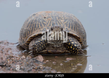 Weiblich-Wüste-Kasten-Schildkröte, (Terrapene verzierten Luella), Dona Anna co., New Mexico, USA. Stockfoto