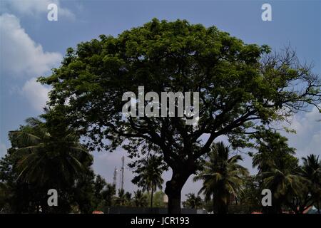 Der Baum Stockfoto