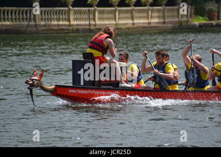 Marlow Drachenboot-Rennen auf der Themse, Marlow, Buckinghamshire, England, Großbritannien Stockfoto