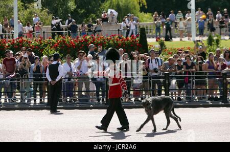 Der Irish Guards Wolfshund Maskottchen, Domhnall, macht seinen Weg down The Mall vom Buckingham Palace, central London, Horse Guards Parade für die Trooping die Farbe Zeremonie als Königin feiert ihren offiziellen Geburtstag heute. Stockfoto