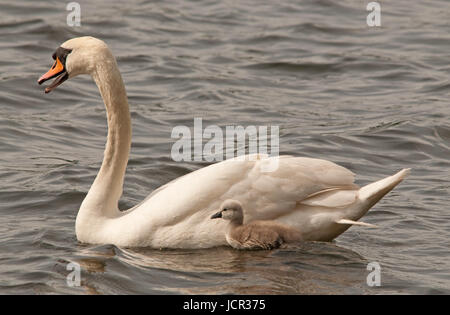 Höckerschwan mit Cygnet an seiner Seite fordert Linlithgow Loch Stockfoto