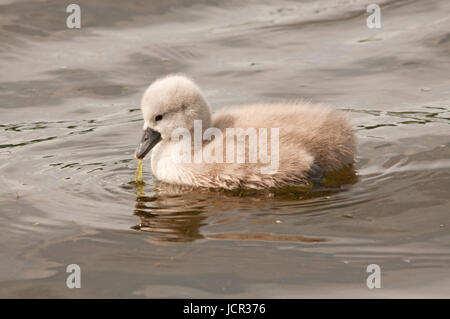 Höckerschwan Cygnet mit einem Stück des Unkrauts auf Linlithgow Loch Stockfoto