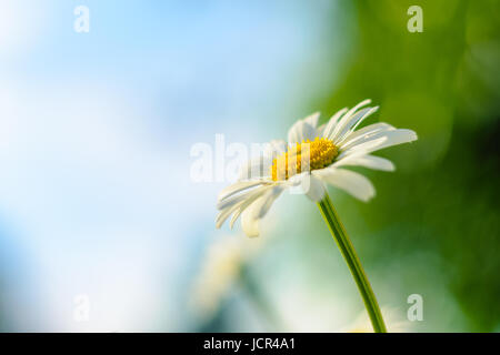 Blüte. Kamille. Blühende Kamille, Kamillenblüten auf einer Wiese im Sommer, selektiven Fokus Stockfoto