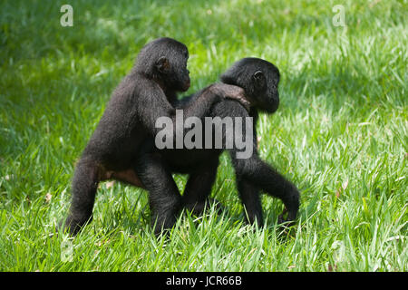Zwei Baby Bonobo sitzen auf dem Gras. Demokratische Republik Kongo. Lola Ya BONOBO Nationalpark. Stockfoto
