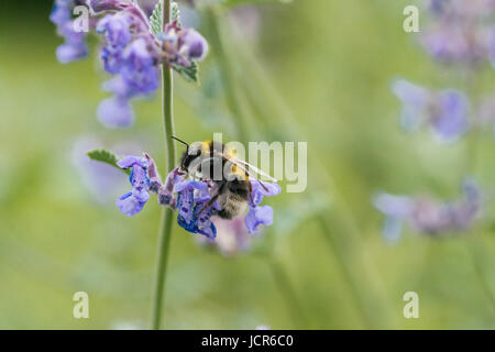 Eine weiße angebundene Hummel auf einer Katzenkraut Blume in einem Garten in England Stockfoto