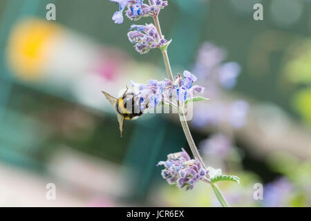 Eine weiße angebundene Hummel auf einer Katzenkraut Blume in einem Garten in England Stockfoto