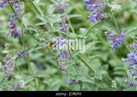 Eine Karde Biene auf einer Blüte lila Katzenminze in einem Garten in England Stockfoto