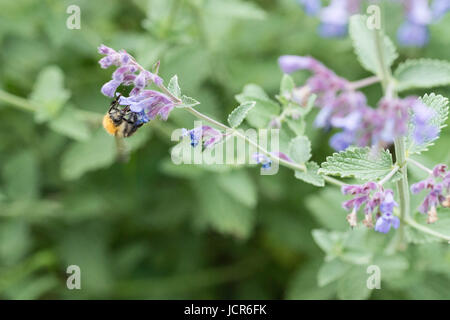 Eine Karde Biene auf einer Blüte lila Katzenminze in einem Garten in England Stockfoto