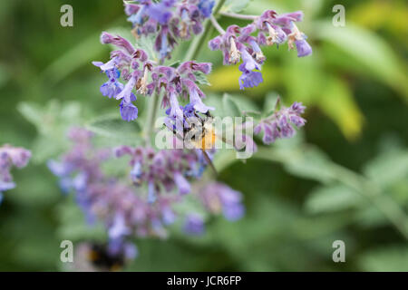 Eine Karde Biene auf einer Blüte lila Katzenminze in einem Garten in England Stockfoto